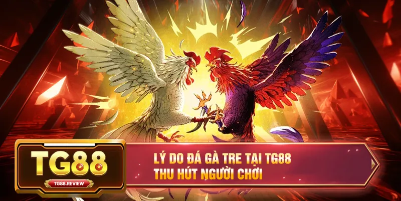 Lý Do Đá Gà Tre Tại TG88 Thu Hút Người Chơi
